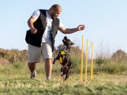 7 sports canins à pratiquer avec votre chien Sports canins à pratiquer avec son chien