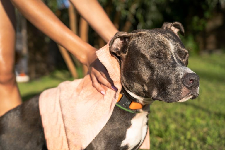 Colliers anti-aboiement pour chien : À éviter ou à adopter ?