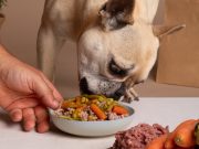 Les bienfaits méconnus de l’alimentation naturelle pour votre chien alimentation chien