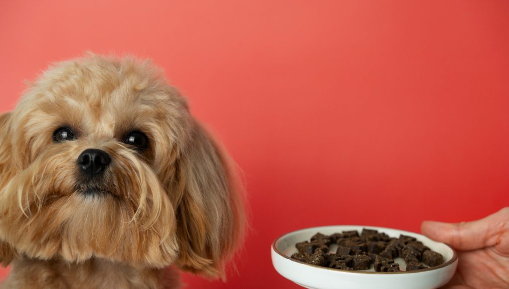 Races de chien qui ont besoin d'une alimentation plus stricte