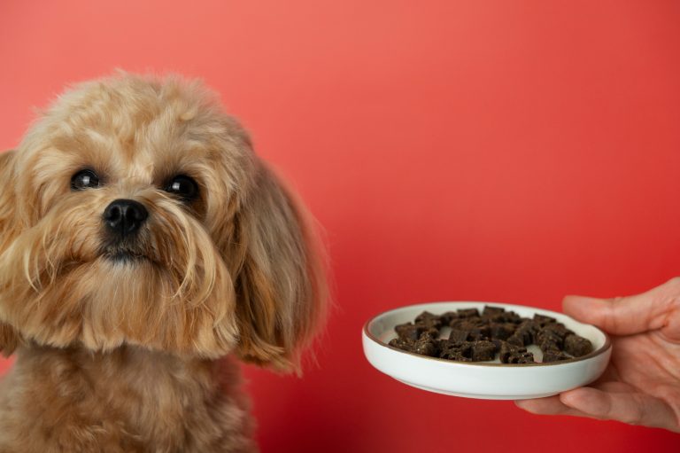 Les races de chien qui ont besoin d’une alimentation plus stricte