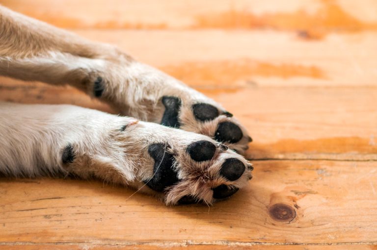 Comment soigner les brûlures de coussinet de votre chien