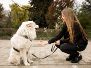 Comment établir des limites sans ébranler la relation avec votre chien ? Etablir des limites avec votre chien