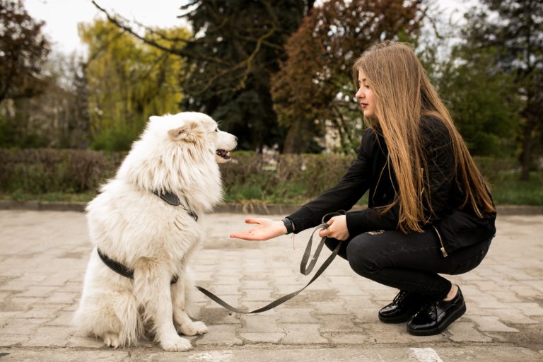 Comment établir des limites sans ébranler la relation avec votre chien ?