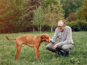 8 activités de dressage pour les chiens adultes chien adulte