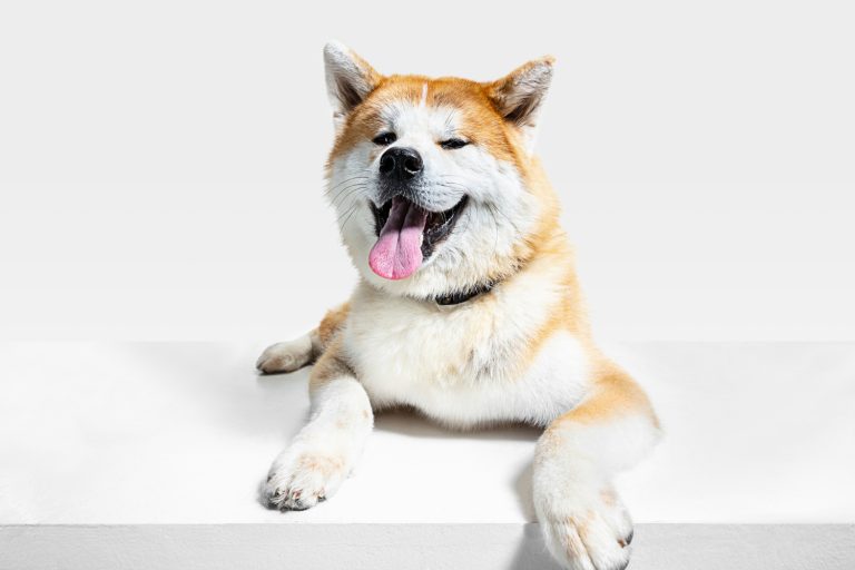6 gestes simples pour garantir le bien-être mental de votre chien
