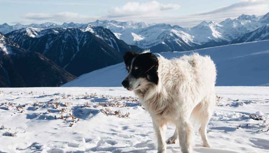 Les races de chien les plus adaptés au climat froid