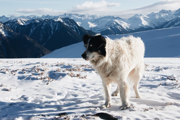 Les races de chien qui sont les plus adaptées au climat froid