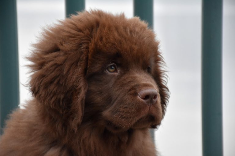 Les races de chien qui perdent le plus leur poils