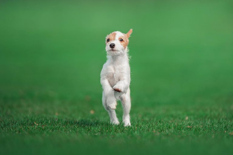 7 meilleures activités à faire avec votre chien ce printemps