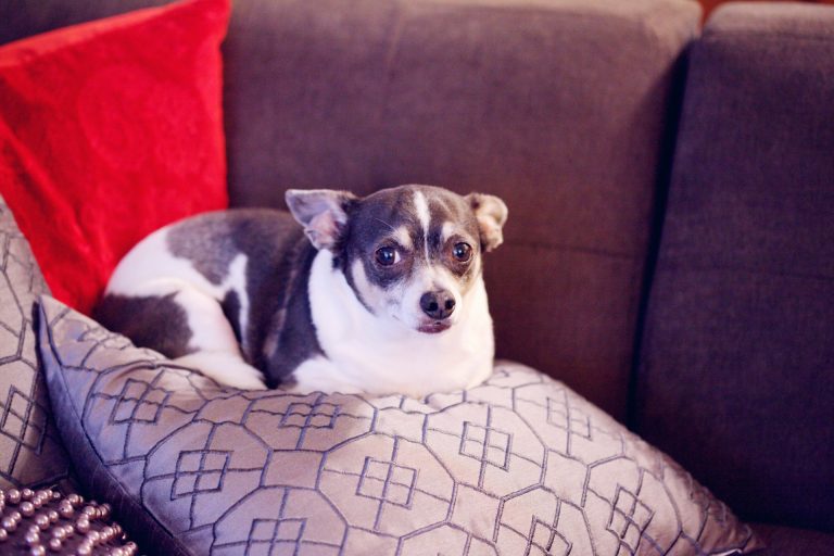 Quels sont les indices que votre chien est en surpoids ?