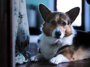 Quelles sont les plus belles races de chien au pelage avec 3 couleurs ?