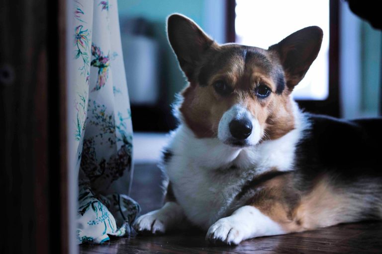 Quelles sont les plus belles races de chien au pelage avec 3 couleurs ?