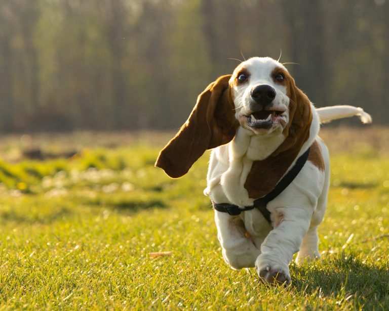 Comment obtenir un rappel efficace de votre chien ?