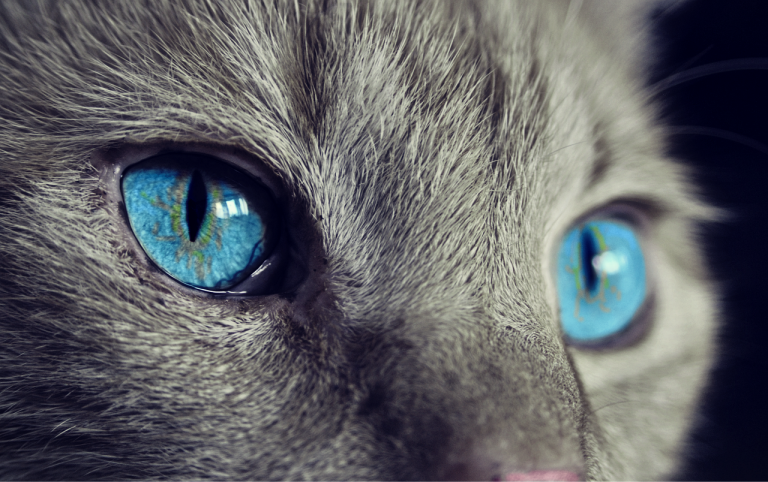 Quelles couleurs voient les yeux des chats ?