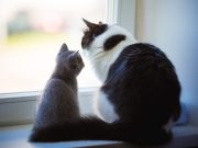 Comment savoir si votre chat saura accepter un autre chat à la maison ? chat saura accepter un autre chat à la maison