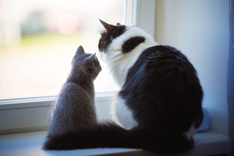 Comment savoir si votre chat saura accepter un autre chat à la maison ?