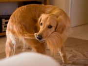 Pourquoi mon chien cherche à attraper sa queue ? chien court après sa queue