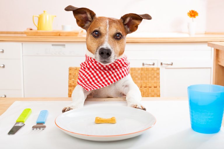 Mon chien a-t-il besoin de prendre des compléments alimentaires ?