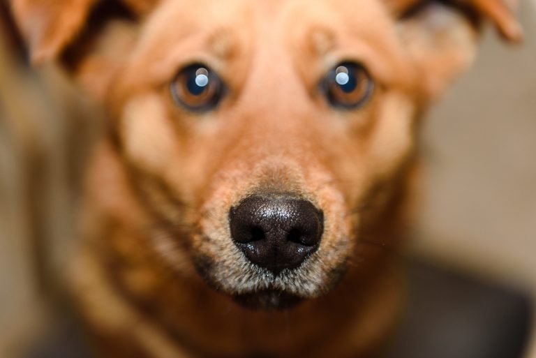 Est-ce que les chiens voient les couleurs ?