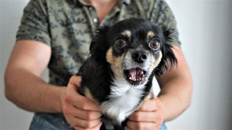 Ces 10 races de chiens sont les plus craintives