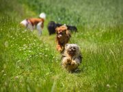 Voici les 7 plus belles races de petits chiens chiens se comprennent avec leur maître