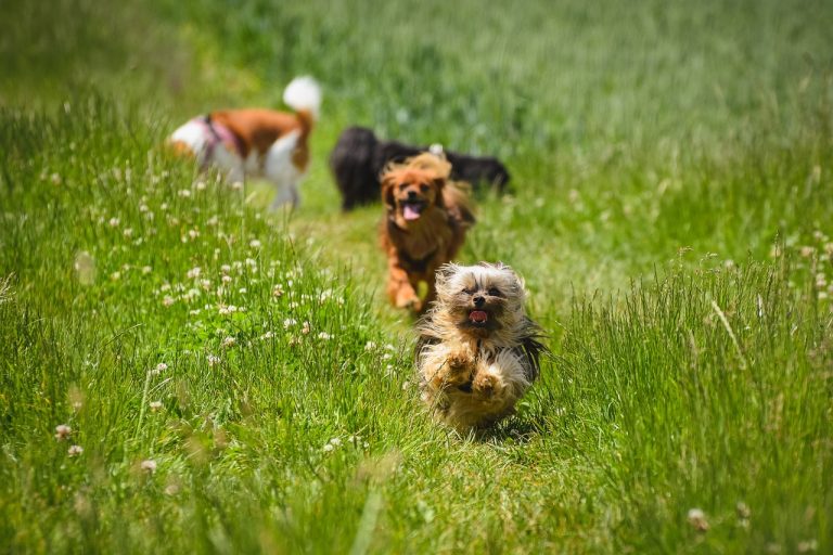 Voici les 7 plus belles races de petits chiens