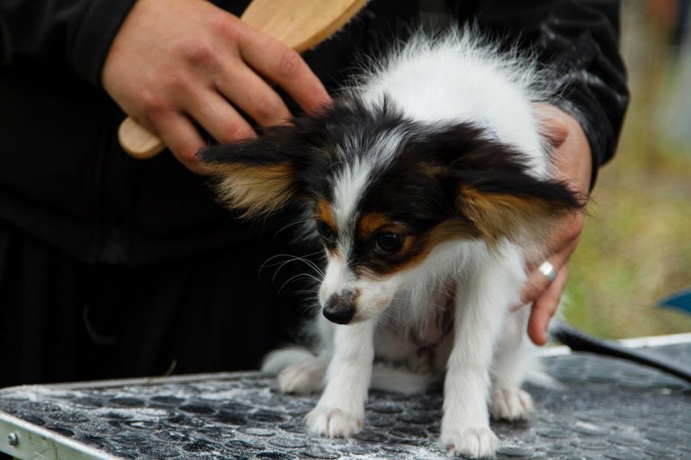 Comment choisir la brosse idéale pour que le pelage de votre chien soit parfait