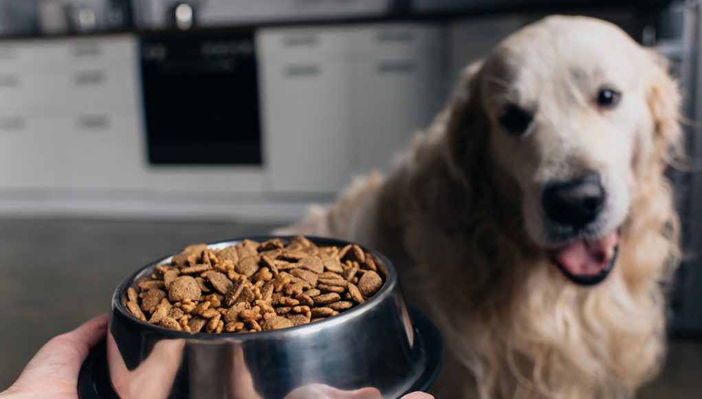 Combien de kilos de croquettes donner à son chien par mois ?