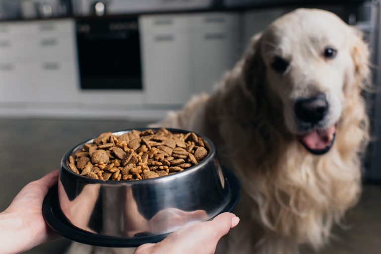 Combien de kilos de croquettes donner à son chien par mois ?