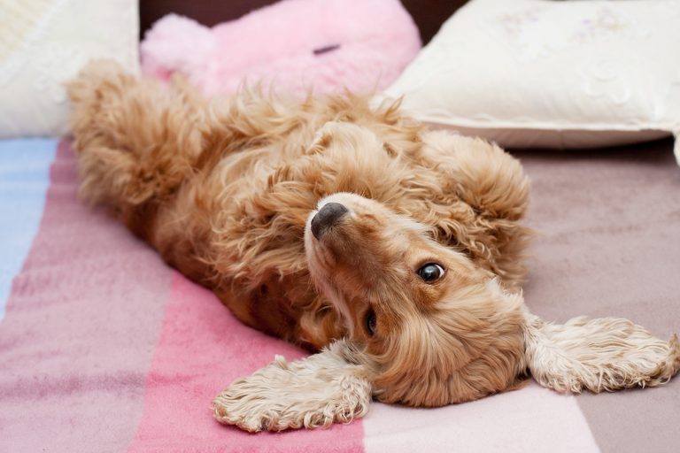 Comment commencer la journée en douceur avec votre chien ?