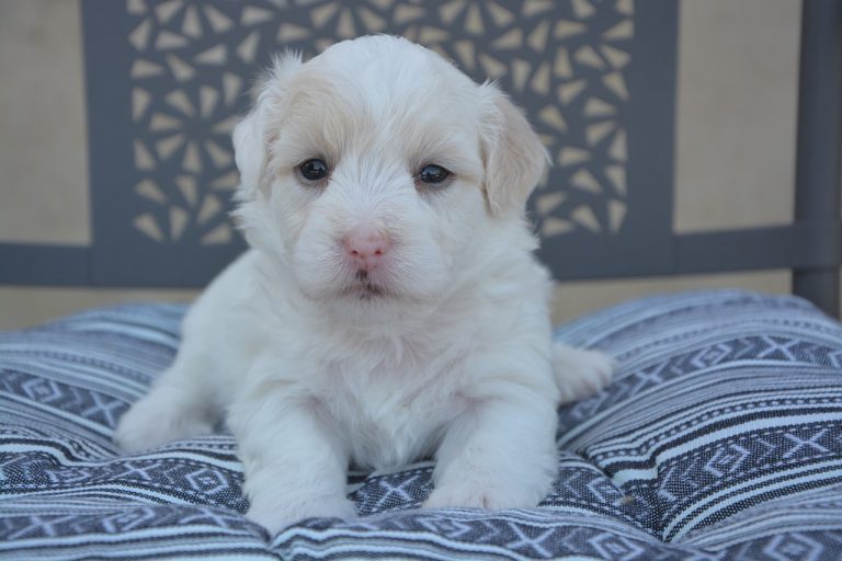 Quelles sont les petites races de chiens les plus calmes ?