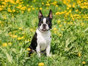 7 dangers principaux qui guettent votre chien au printemps dangers principaux qui guettent votre chien au printemps