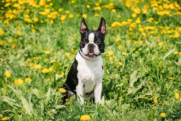 7 dangers principaux qui guettent votre chien au printemps