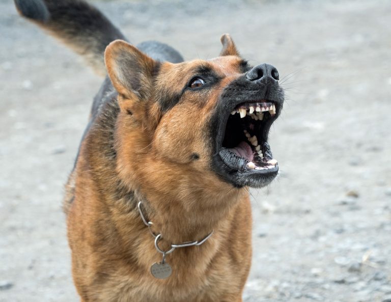 Comment puis-je empêcher mon chien de mordre ?