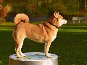 Pourquoi votre chien remue sa queue ? Comprendre ce langage canin Pourquoi votre chien remue sa queue ?