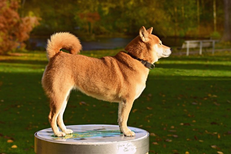 Pourquoi votre chien remue sa queue ? Comprendre ce langage canin
