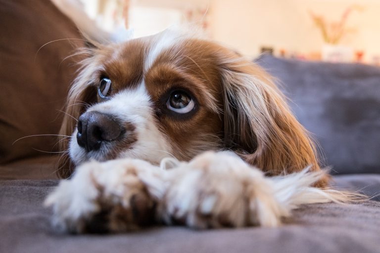Les plus belles races de chien au pelage brun et blanc