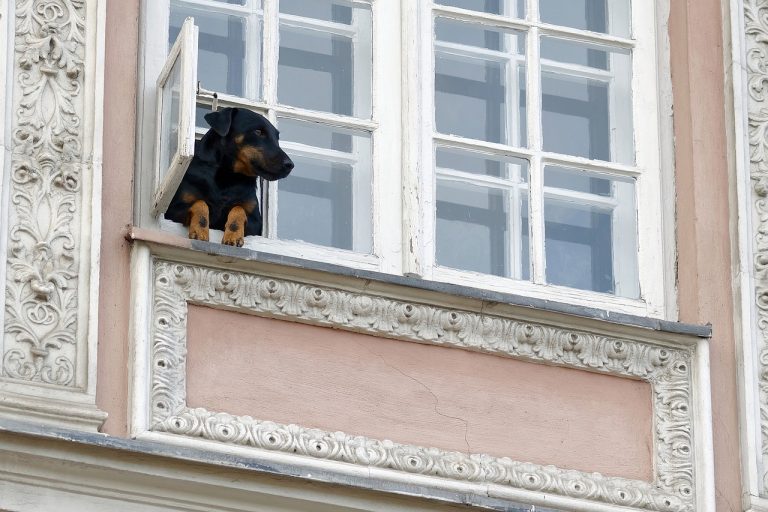 Comment aider son chien à s’adapter à la vie en ville ?