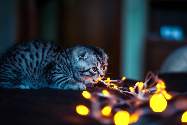 Comment empêcher son chat de miauler la nuit ?