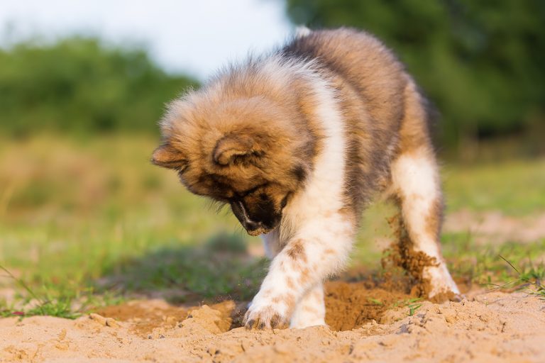 5 solutions infaillibles pour empêcher votre chien de creuser dans le jardin