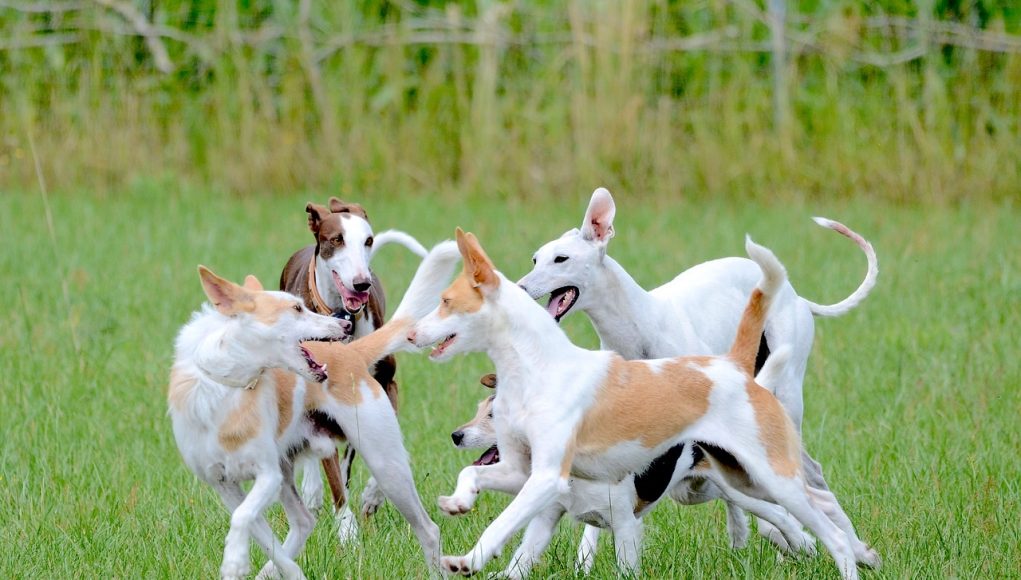 Races de chien les plus hyperactifs