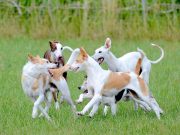 Quelles sont les races de chien les plus hyperactives ? Races de chien les plus hyperactifs