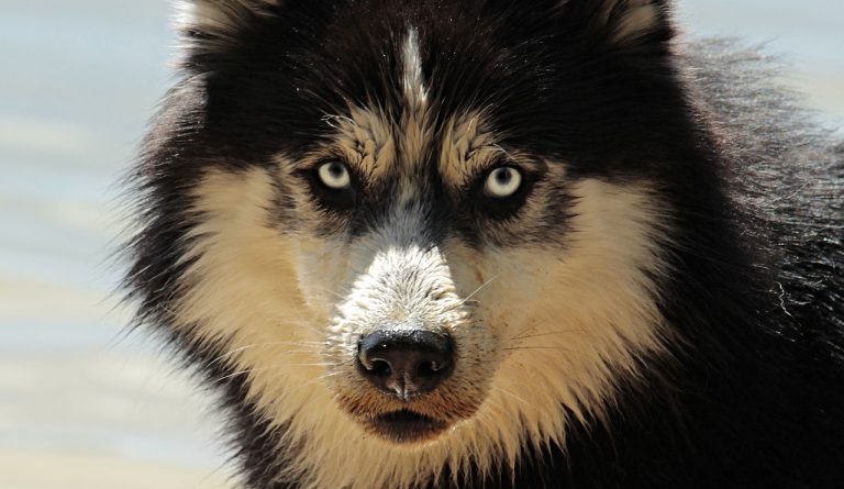 Quelles sont les races de chien les plus difficiles à éduquer ?