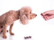 Pourquoi ne doit-on jamais donner du chocolat à son chien ? jamais donner du chocolat à son chien