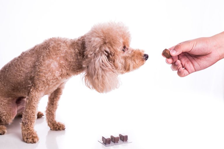 Pourquoi ne doit-on jamais donner du chocolat à son chien ?