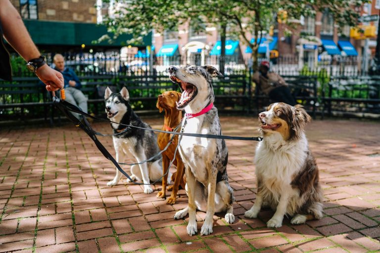 6 erreurs à ne pas commettre lors de l’interaction avec d’autres chiens dans un parc