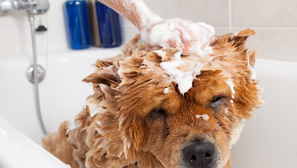 choisir le meilleur shampoing adapté à votre chien