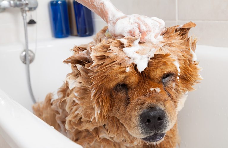 Comment choisir le meilleur shampoing adapté à votre chien ?