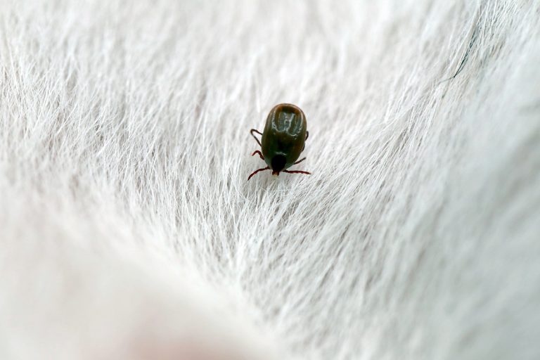 5 méthodes super efficaces pour éloigner les puces et les tiques de votre chien